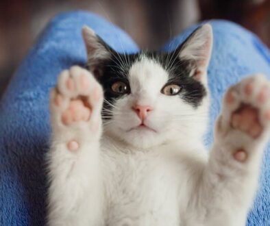 GettyImages-938702108-cat_web