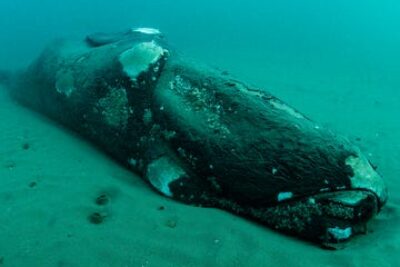 carcass-of-a-dead-southern-right-whale-calf-resting-royalty-free-image-1689190763