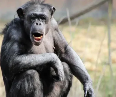 chimpanzee-talking-back