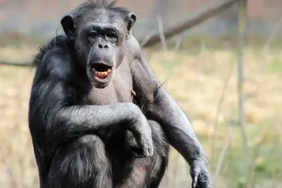 chimpanzee-talking-back