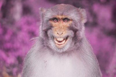 In the Ancient Roman Army, You Weren’t Cool Unless You Had a Pet Monkey