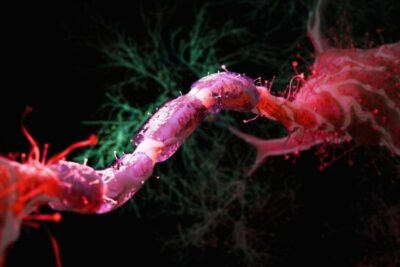 nerve_cell_calorie_cut_header-642x361-1