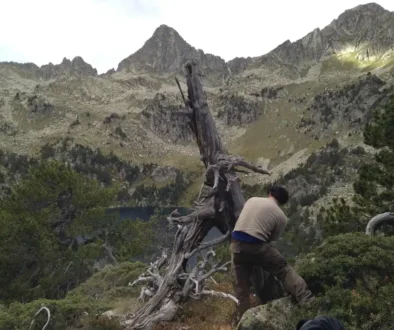 Climate Shock Linked to Black Death Origin