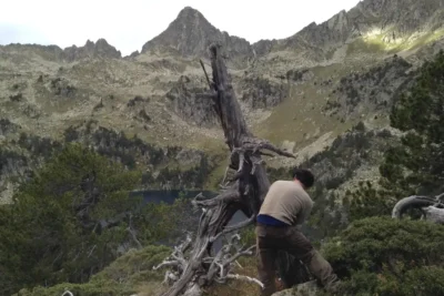 Climate Shock Linked to Black Death Origin