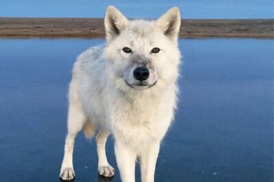 814cOPIxmLL._AC_UF10001000_QL80_1000