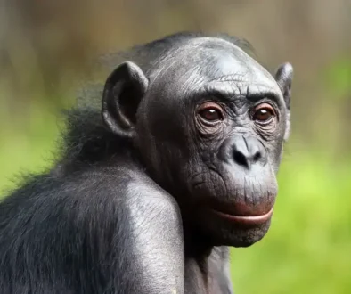 Bonobo