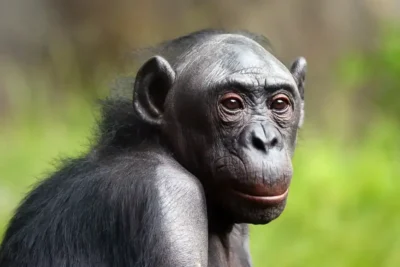 Bonobo