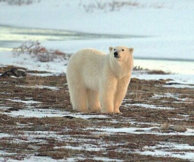PolarBearBrowningArctic