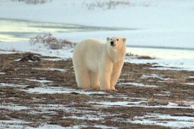 PolarBearBrowningArctic