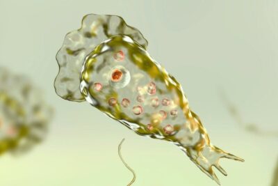 brain_eating_amoeba_header