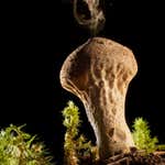 How our ancestors used mushrooms to change the course of human history New Scientist