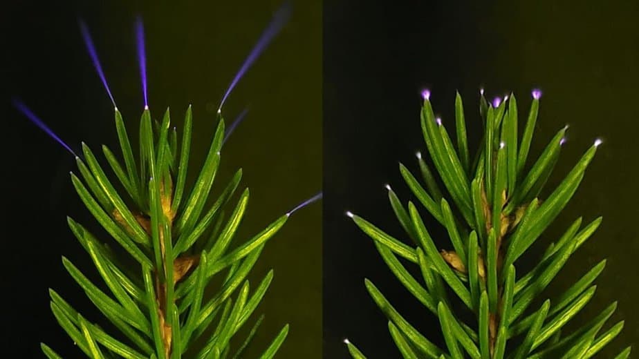 This Week in Science: Cosmic Fireball, Glowing Forests, And Much More! : ScienceAlert