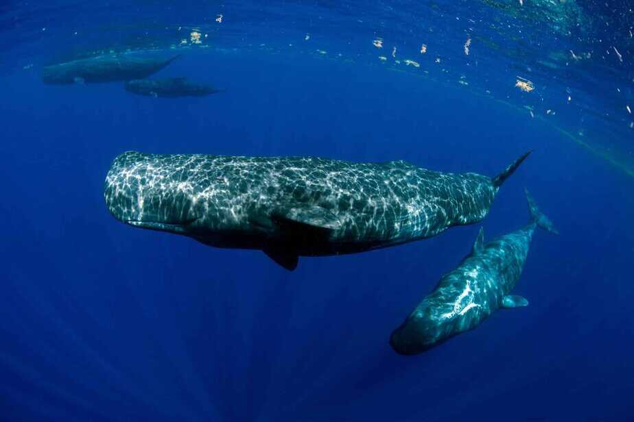 Edit Post “Moby Dick Inspiration Caught On Video? Rare Footage Shows Sperm Whales Headbutting” ‹ Extra GoodShit — WordPress
