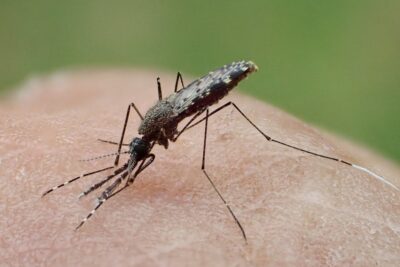 Mosquitoes carrying malaria are evolving more quickly than insecticides can kill them – researchers pinpoint how