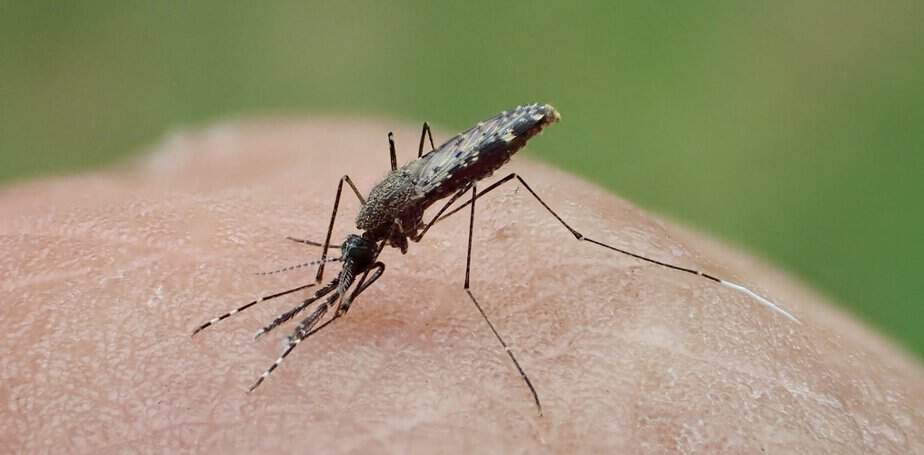 Mosquitoes carrying malaria are evolving more quickly than insecticides can kill them – researchers pinpoint how