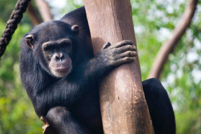 Origin Of Human Music Revealed? A Chimpanzee Turned Floorboards Into Drums