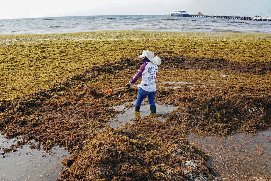 Why Beaches Are Swamped With Sargassum, the Stinky Seaweed Menace