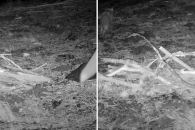 Trail camera captures footage of one of the rarest carnivores on the planet for first time in decades: Extremely difficult to find