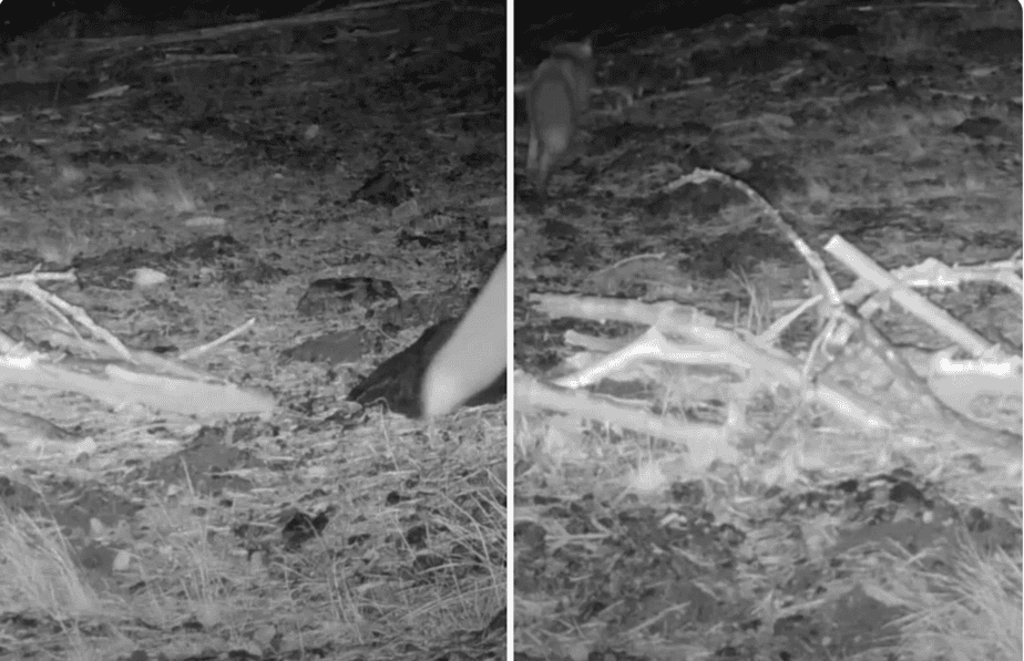 Trail camera captures footage of one of the rarest carnivores on the planet for first time in decades: Extremely difficult to find