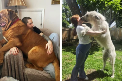 20 Giant Dogs Who Still Think They’re Tiny Puppies
