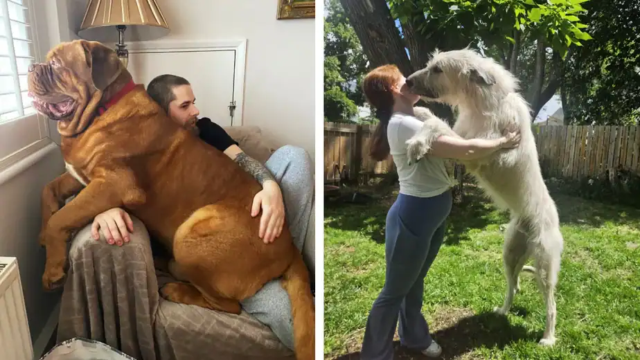 20 Giant Dogs Who Still Think They’re Tiny Puppies