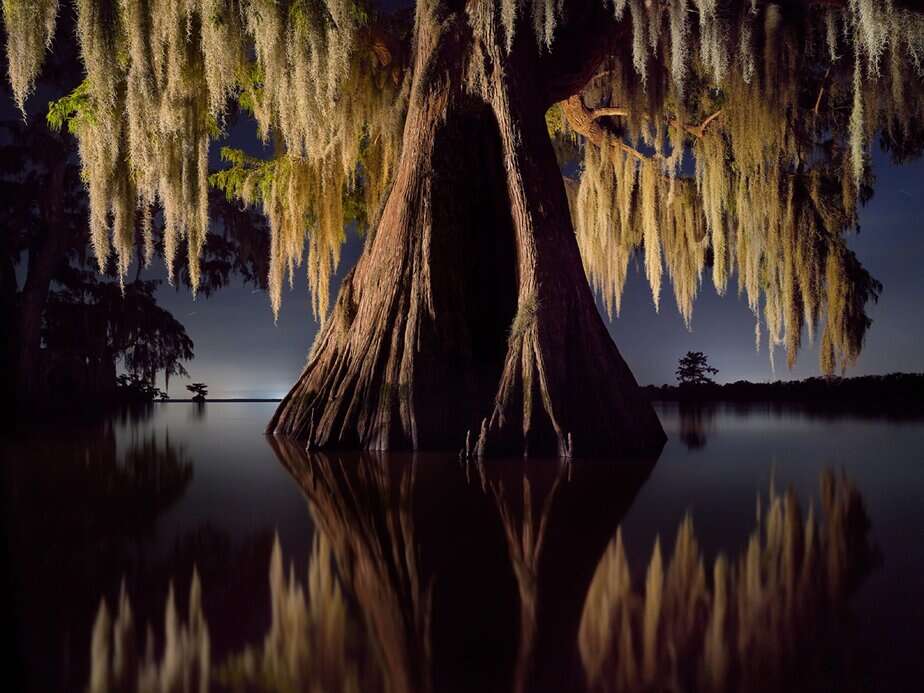 rank Relle’s Photos Revel in Louisiana’s Otherworldly Swampland
