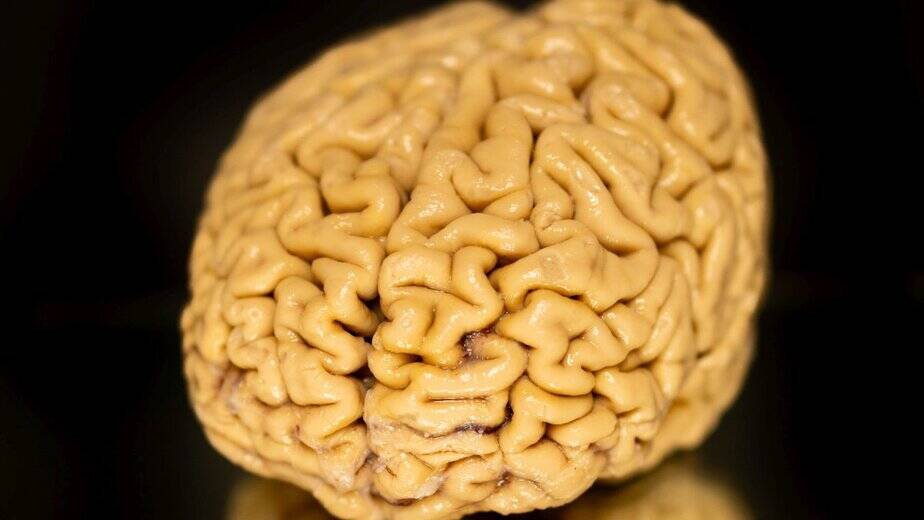 cells Superagers’ ‘Secret Ingredient’ May Be The Growth of New Brain Cells