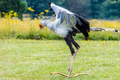 Meet The Bird That Kills Cobras With A Kick To The Face — A Biologist Explains