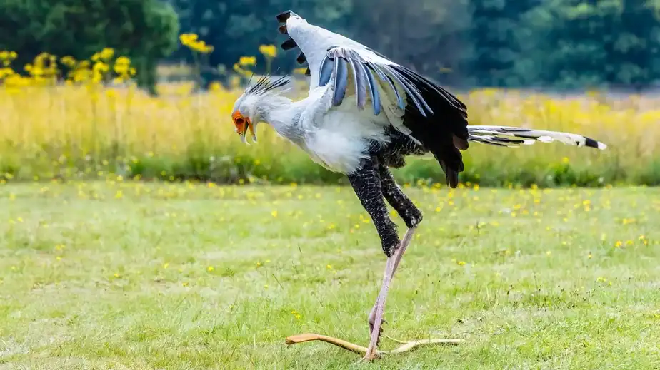 Meet The Bird That Kills Cobras With A Kick To The Face — A Biologist Explains