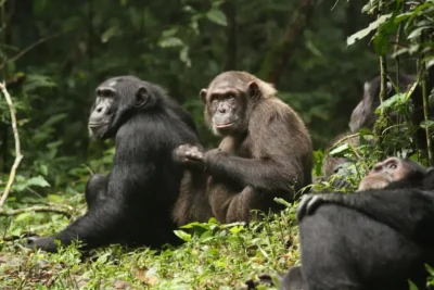 The Beginning of the Rise of the Planet of the Apes: The Unprecedented Civil War of the Ngogo Chimpanzees