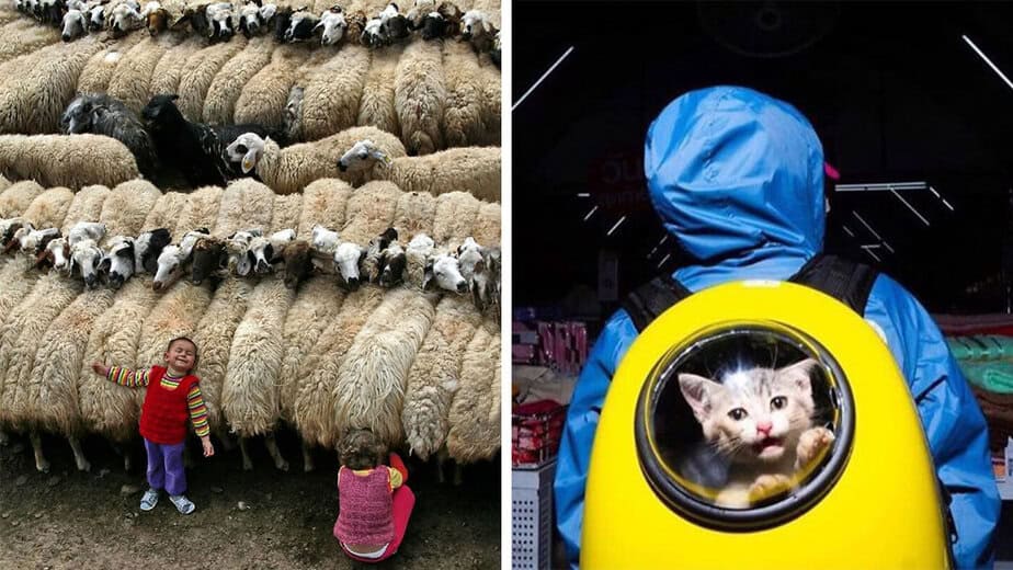 From Street Scenes To Funny Animals: 33 Must-See Photos
