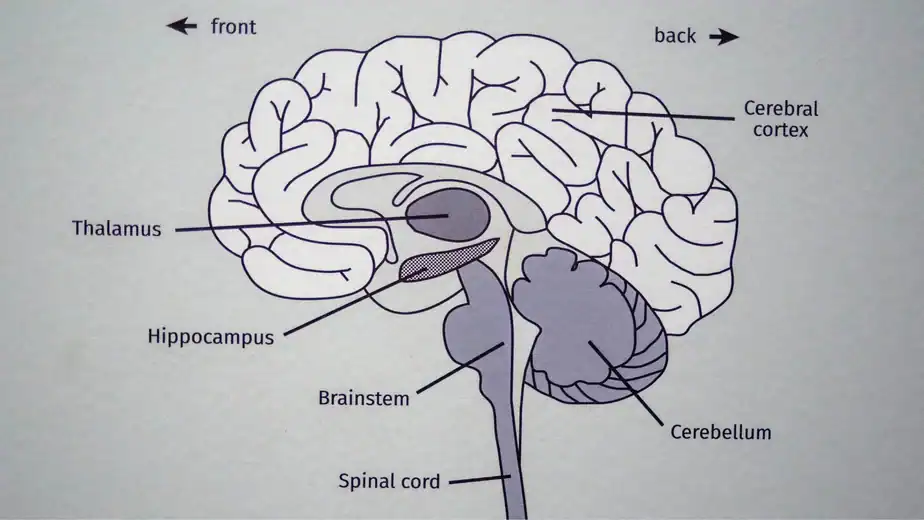 Study Reveals the Single Cause of Cognitive Decline—and a Cure