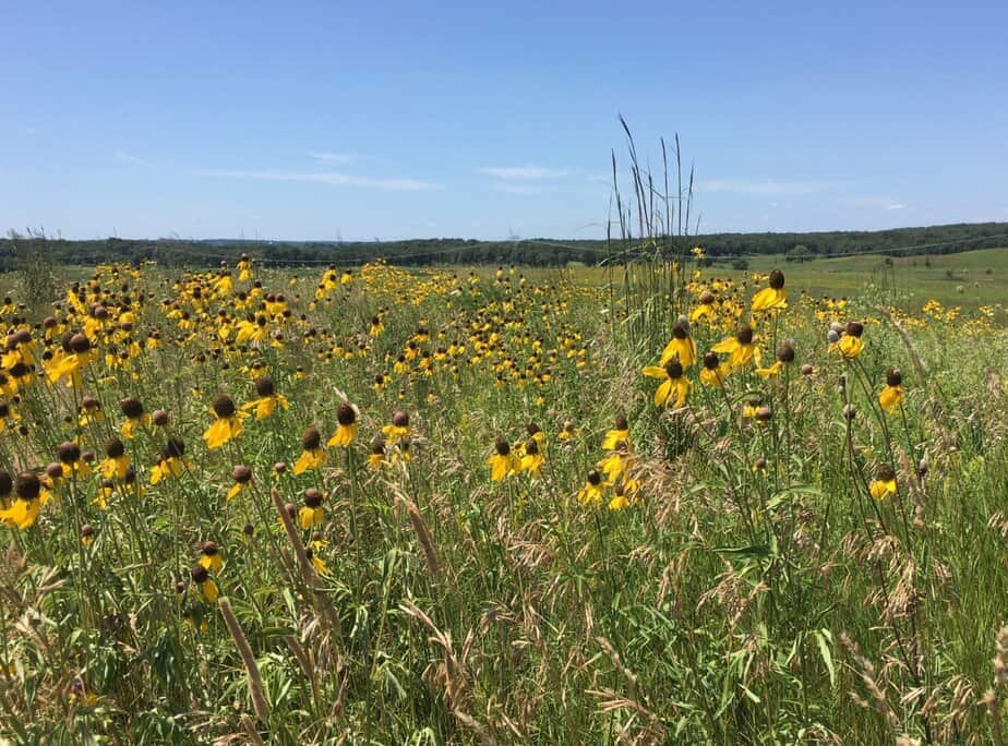 Buffalo Medicine: A review of “Sea of Grass: The Conquest, Ruin, and Redemption of Nature on the American Prairie”