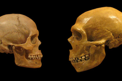 Neanderthal brains measure up to ours—literally