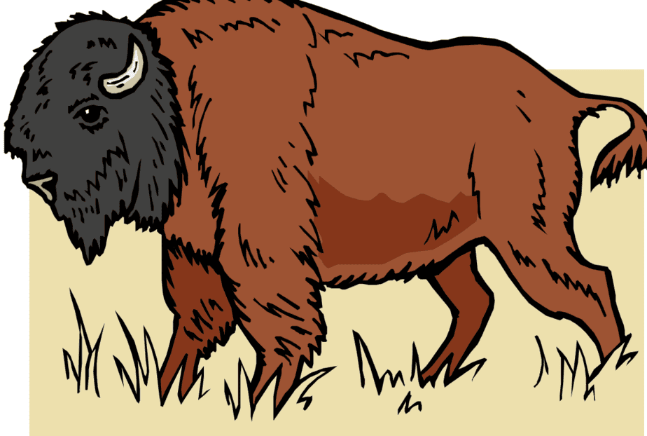 Is it Bison or Buffalo? | The American Buffalo