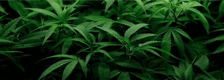 Why the future of marijuana legalization remains hazy despite high public support