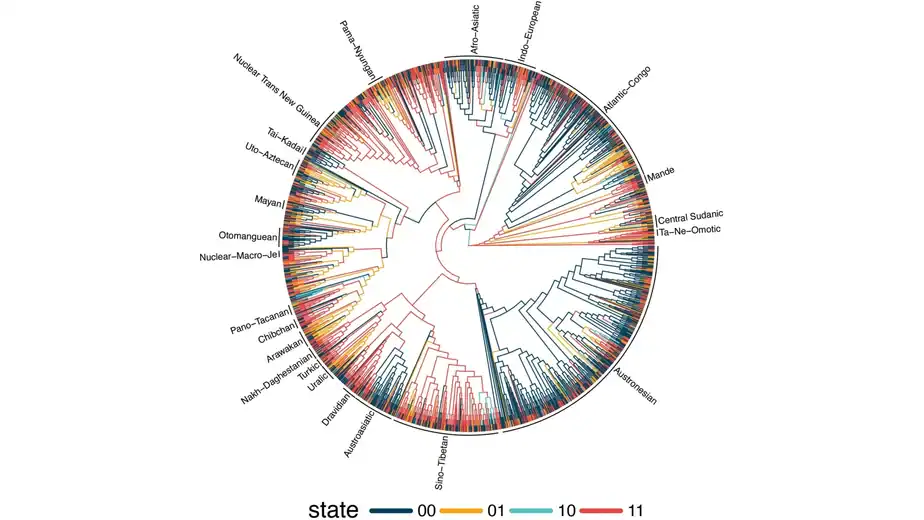 Study of 1,700 languages reveals surprising hidden patterns
