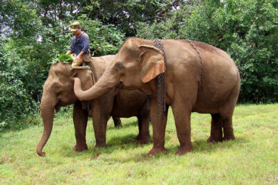 How Animals Handle Grief Differently Than Humans – and What It Teaches Us