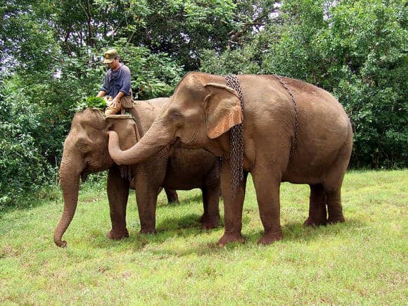 How Animals Handle Grief Differently Than Humans – and What It Teaches Us
