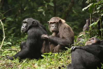 What a chimpanzee ‘civil war’ can teach us about how societies fall apart