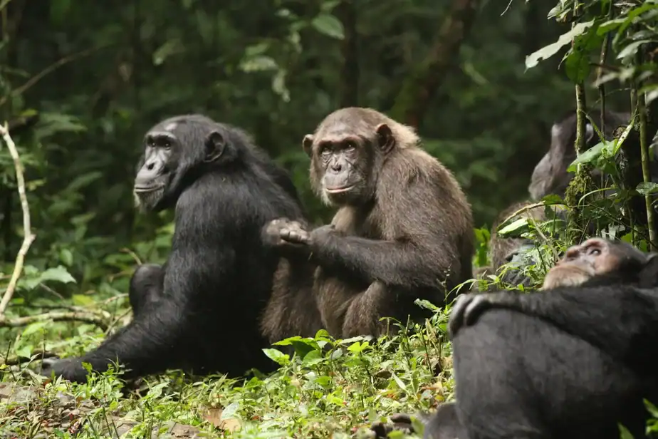 What a chimpanzee ‘civil war’ can teach us about how societies fall apart