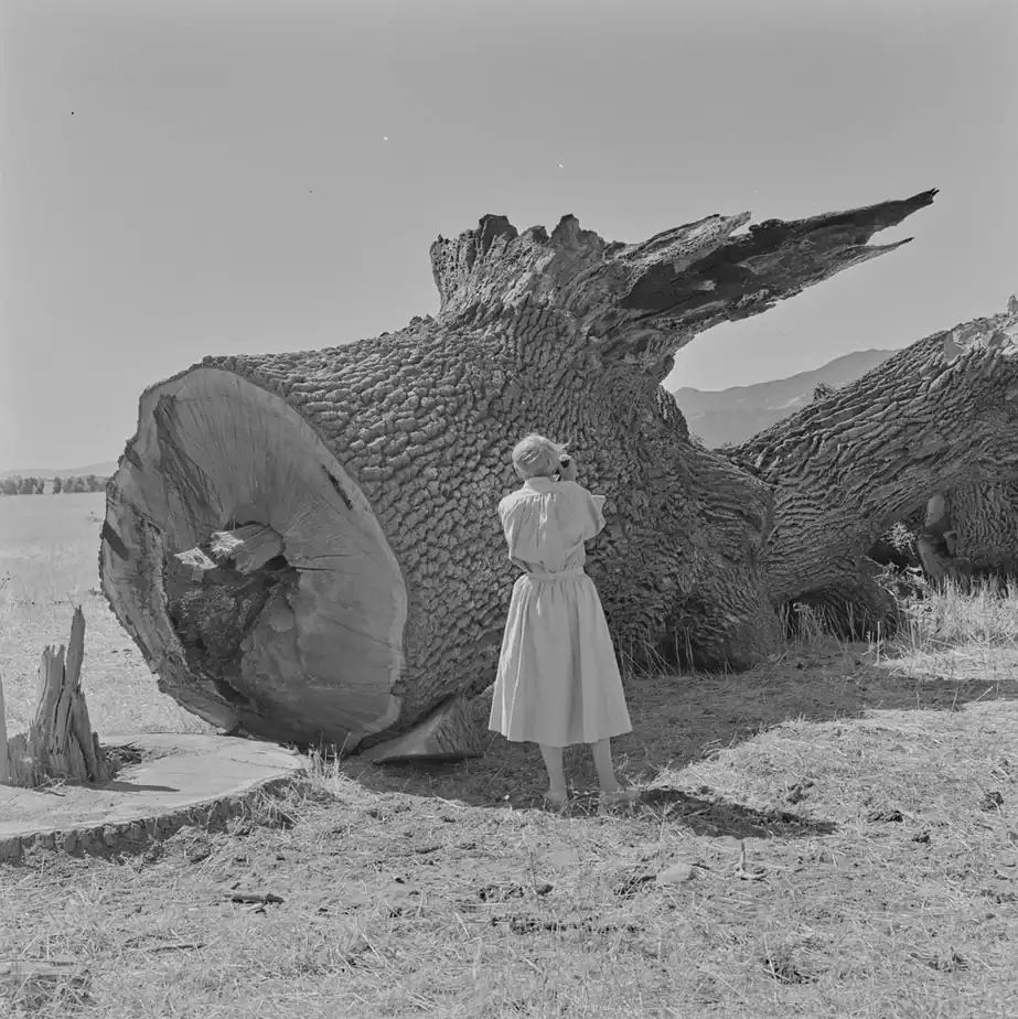 Dorothea Lange’s Unseen Photos of Doomed Town That’s Now Underwater Digitized by UC