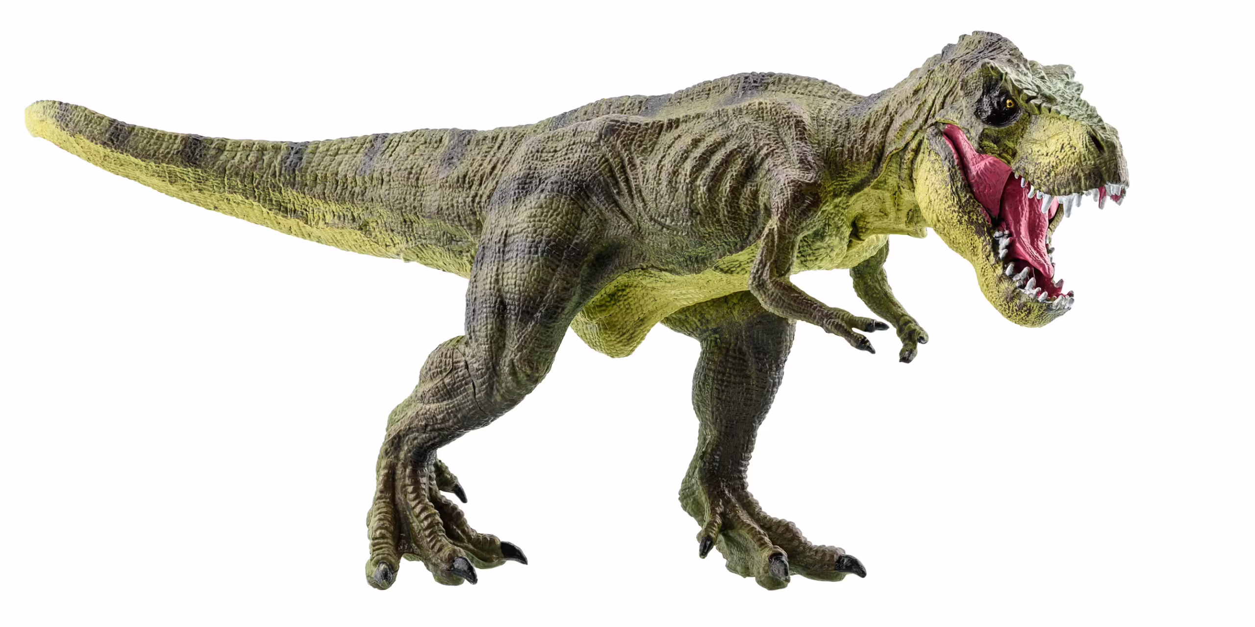 Why did ‘Tyrannosaurus rex’ have such short arms