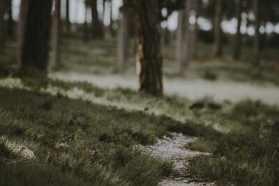 The Trail of Tears: Remembering a Dark Chapter in US Hist