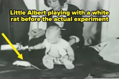10 Disturbing Psychological Experiments That Were Actually Conducted, And I Swear, These Are What Nightmares Are Made Of