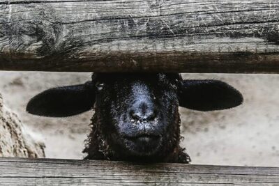 The Real 20 Stories Behind Nursery Rhymes You Grew Up With