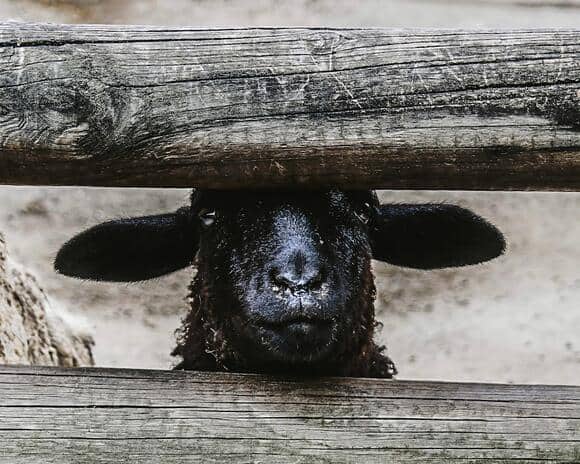The Real 20 Stories Behind Nursery Rhymes You Grew Up With