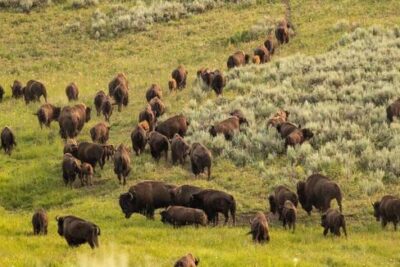 Bison Are Migrating Along Their Prehistoric Routes Again
