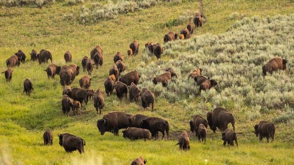 Bison Are Migrating Along Their Prehistoric Routes Again