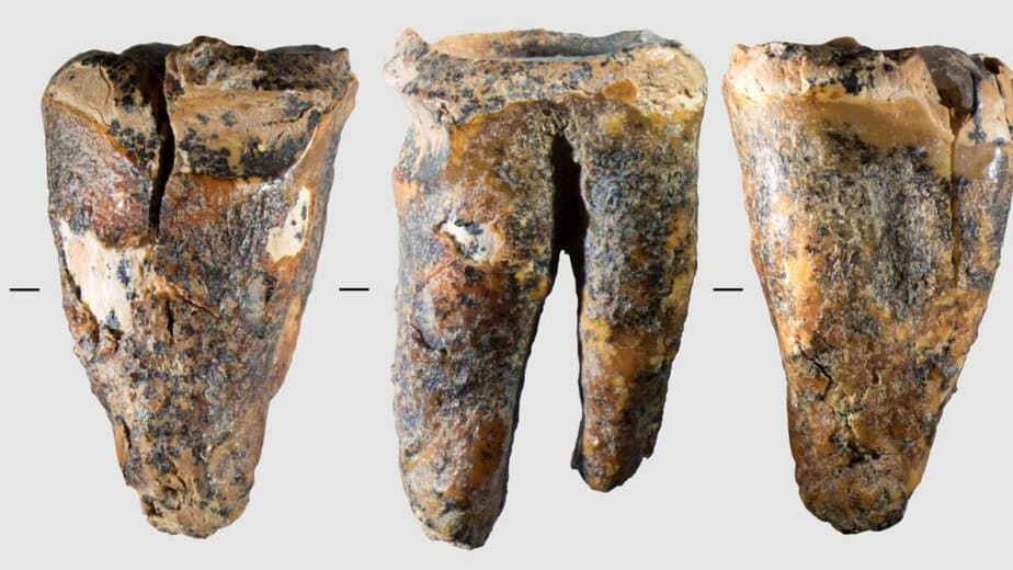 Neanderthals drilled cavities to treat a toothache 59,000 years ago